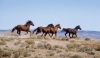 Wild horses