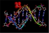 DNA double-helix structure