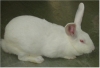 Pregnancy tests used rabbits